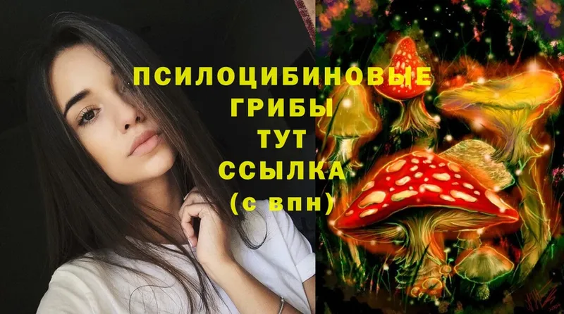 Галлюциногенные грибы Psilocybine cubensis  Баймак 